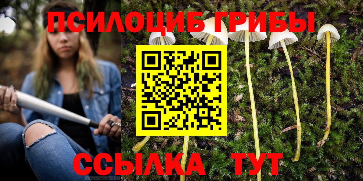 Галлюциногенные грибы Psilocybe Карабулак